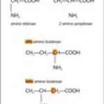 Különböző típusú aminósavak